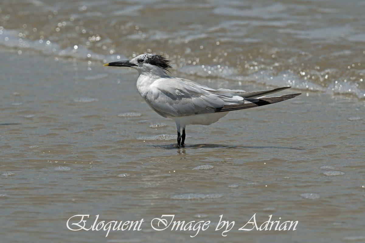 Sandwich Tern