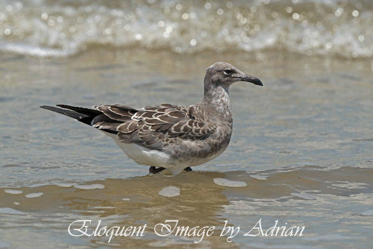 Laughing Gull (Immature)