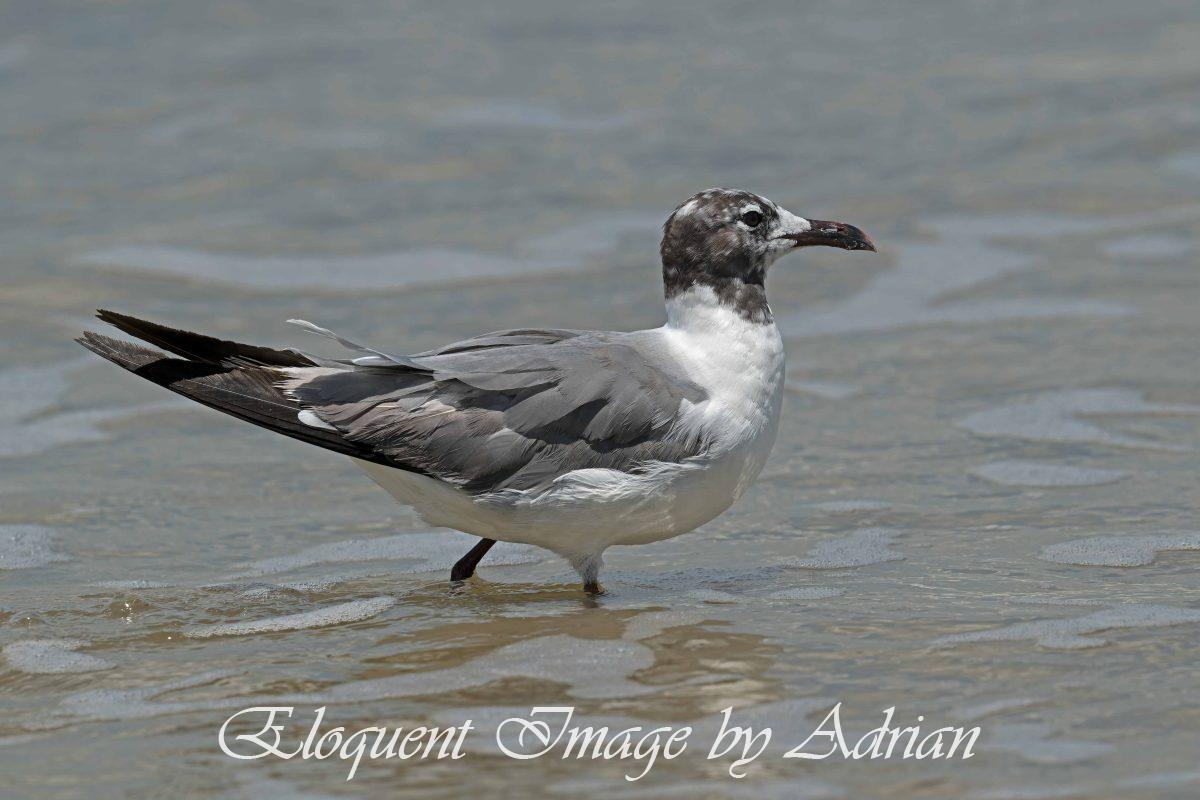 Laughing Gull (Immature)