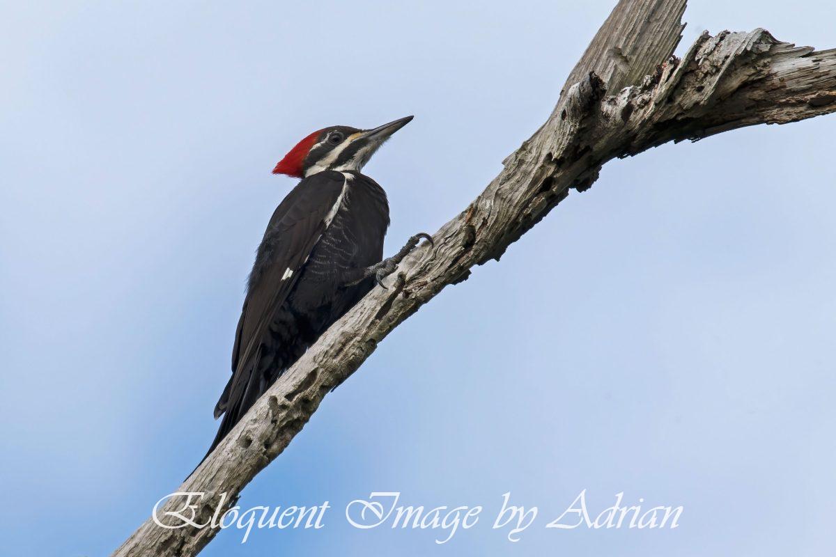 Pileated Woodpecker