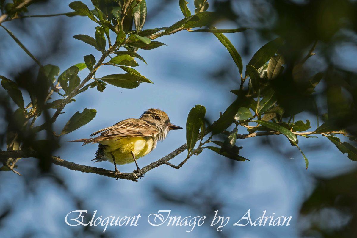 Great-crested Flycatcher