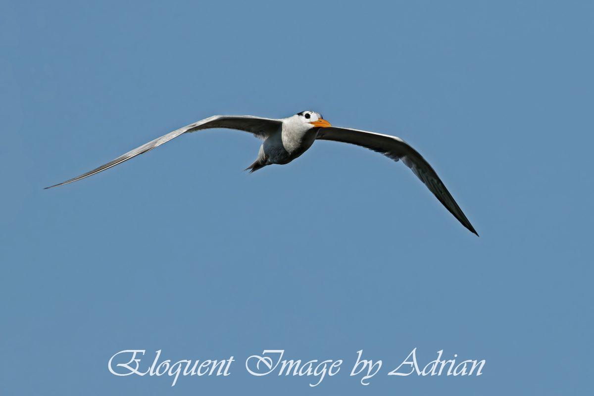 Royal Tern