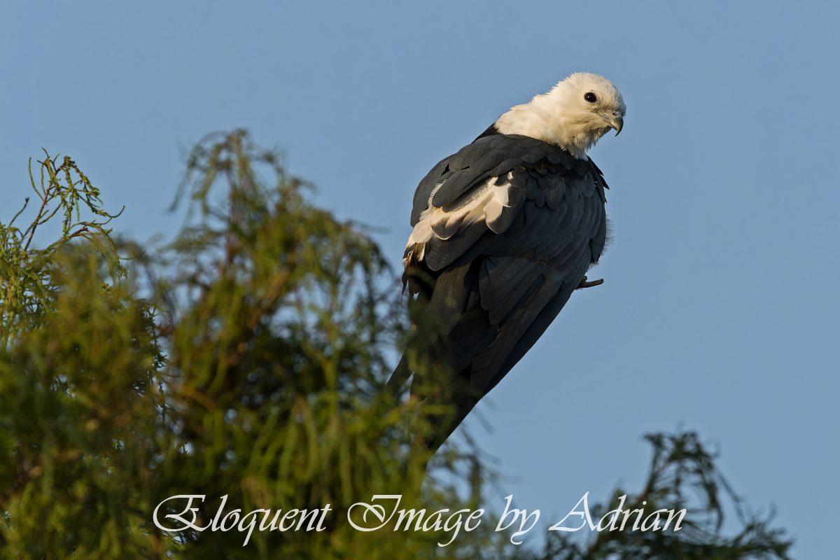 Swallow-tailed Kite