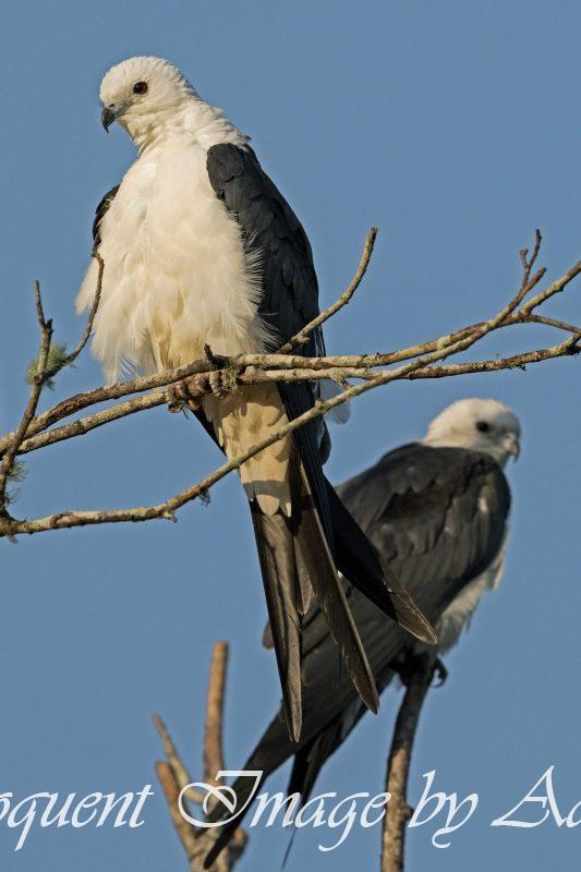 Swallow-tailed Kites