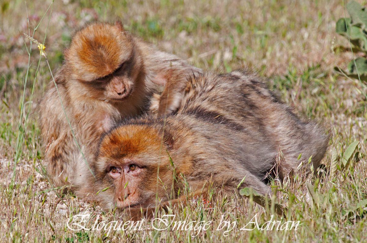 Macaques (Morocco)