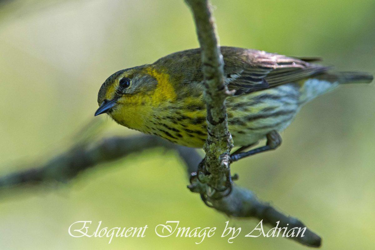 Cape May Warbler