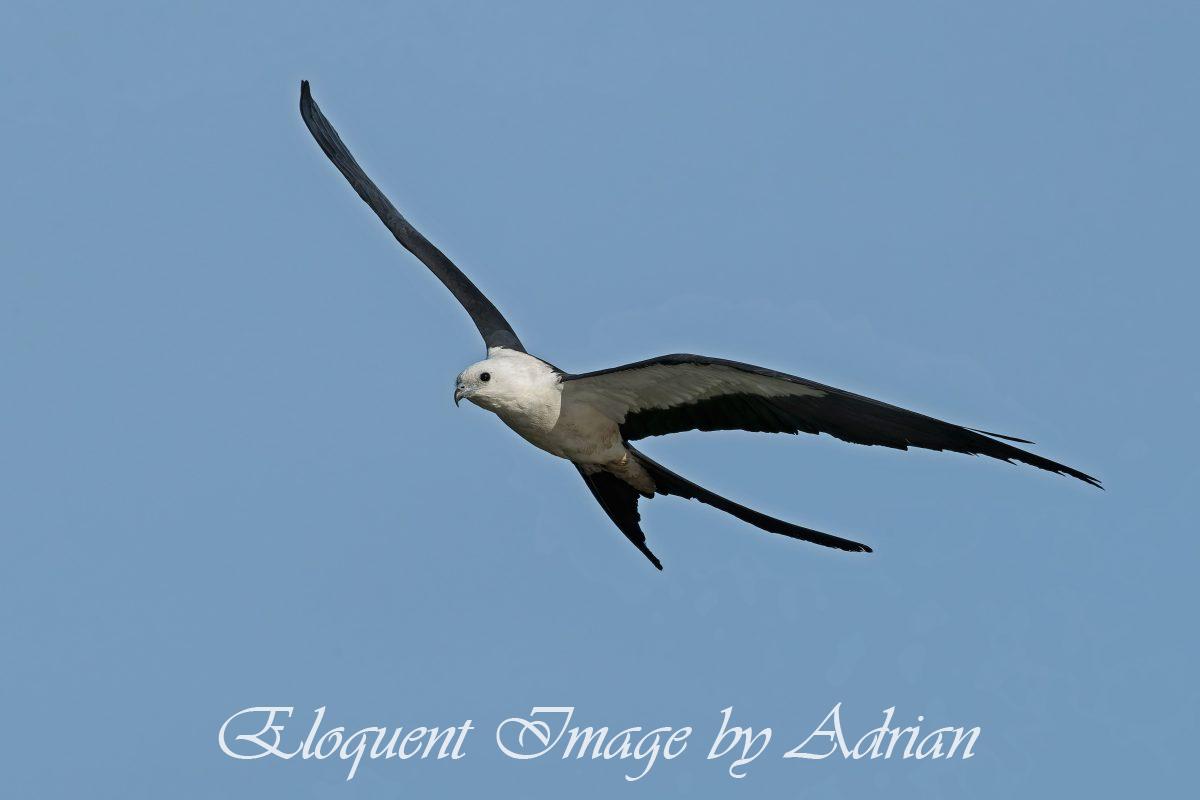 Swallow-tailed Kite