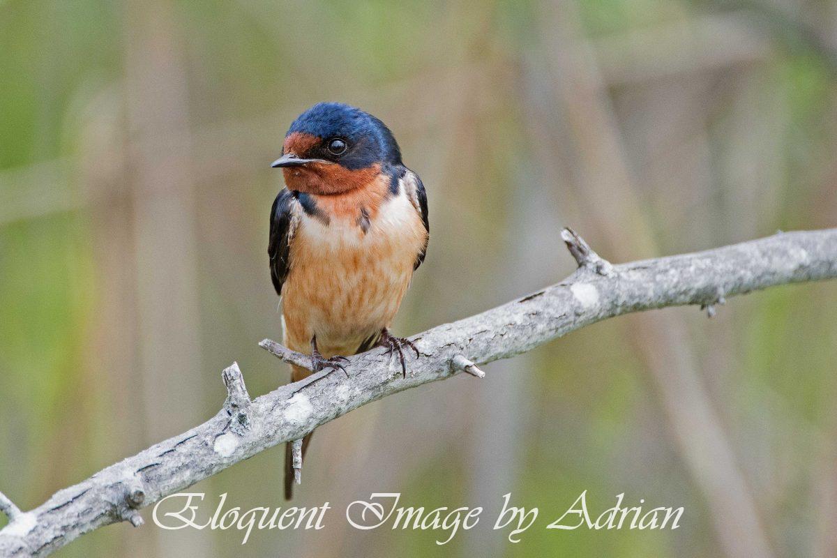 Barn Swallow