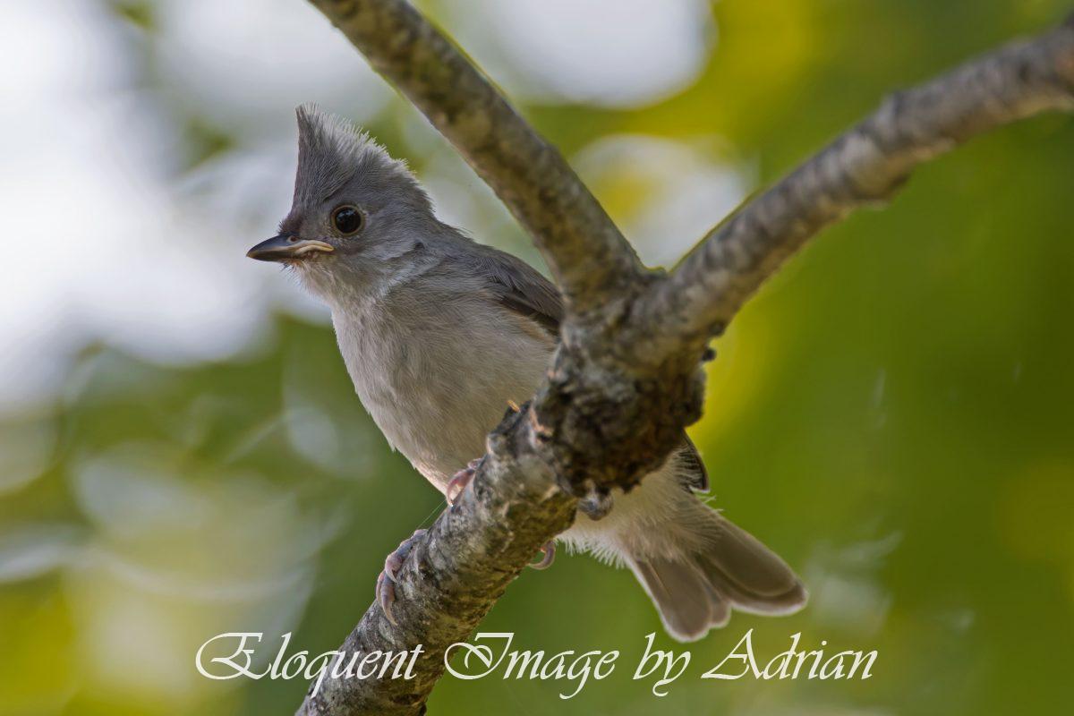 Tufted Titmouse