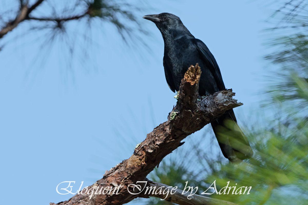 Fish Crow