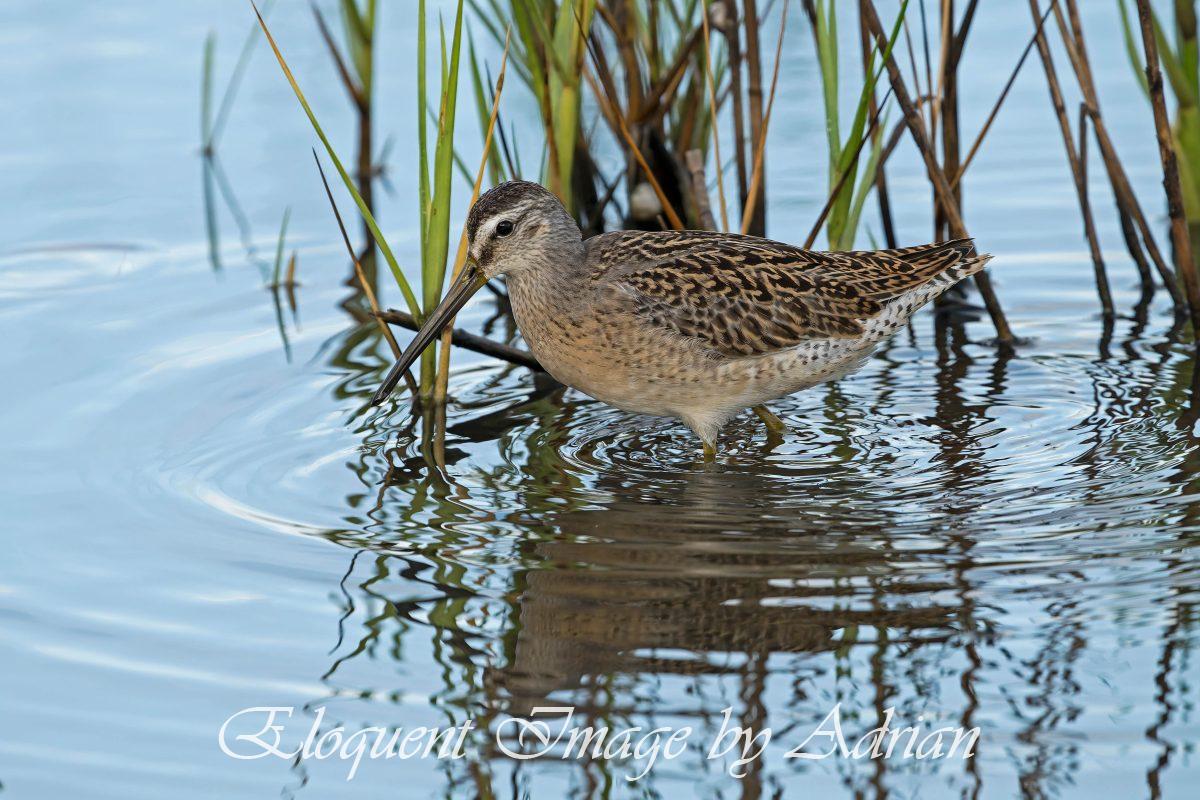 Short-billed Dowitcher