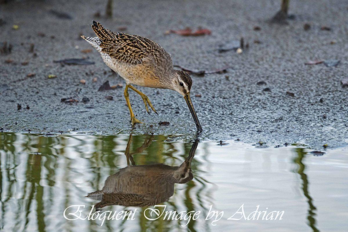Short-billed Dowitcher