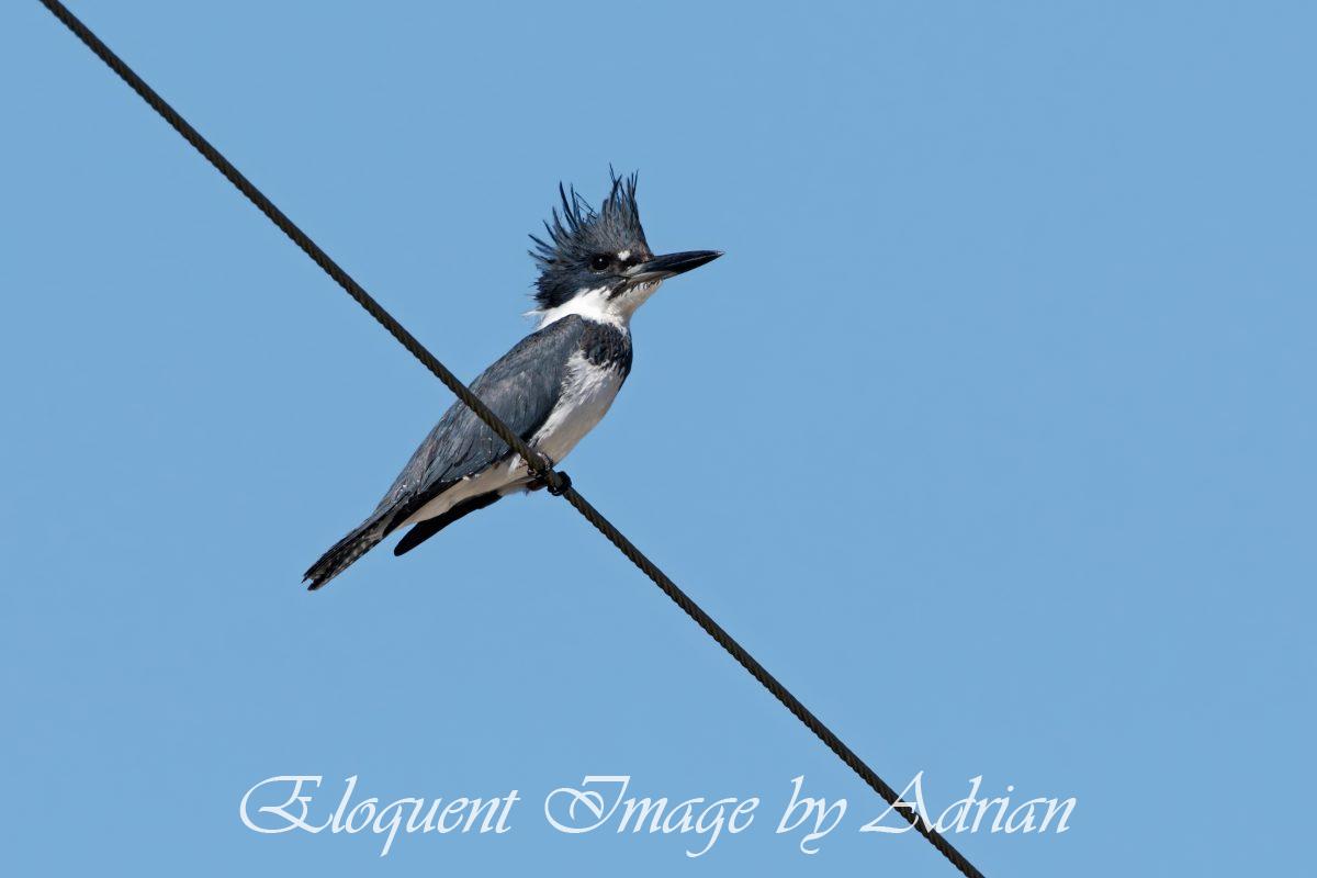 Belted Kingfisher