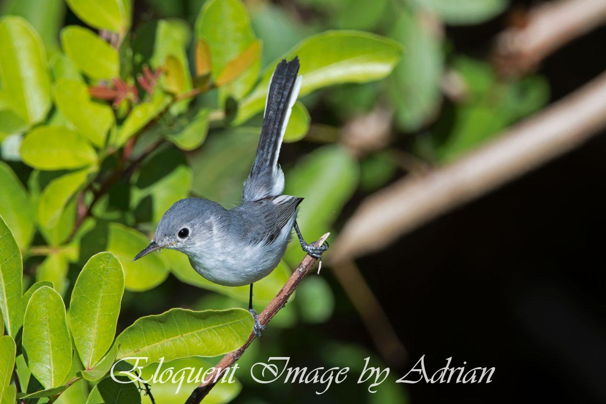 Blue-gray Gnatcatcher
