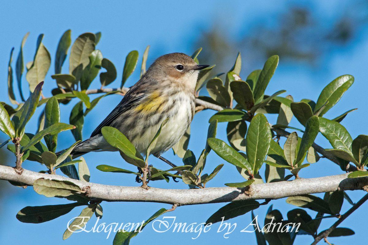 Yellow-rumped Warbler