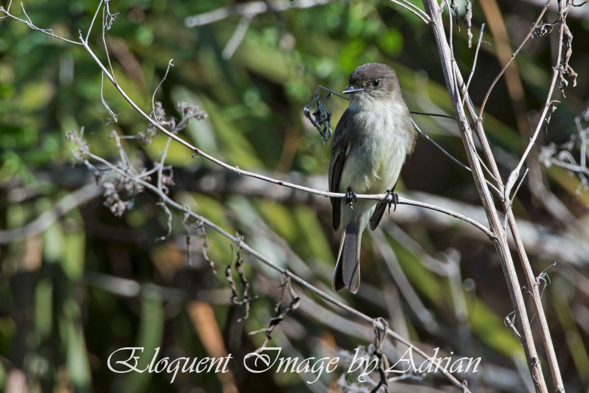 Eastern Phoebe