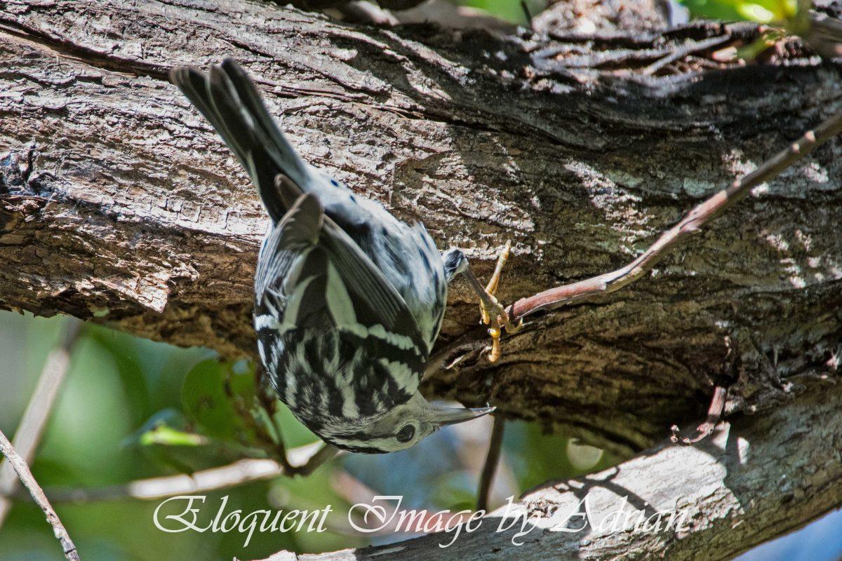 Black-and-white Warbler