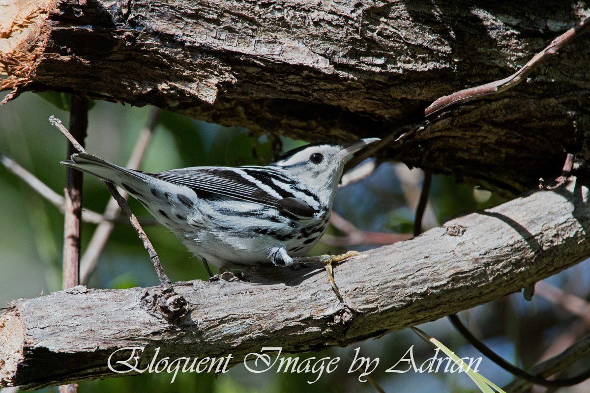 Black-and-white Warbler