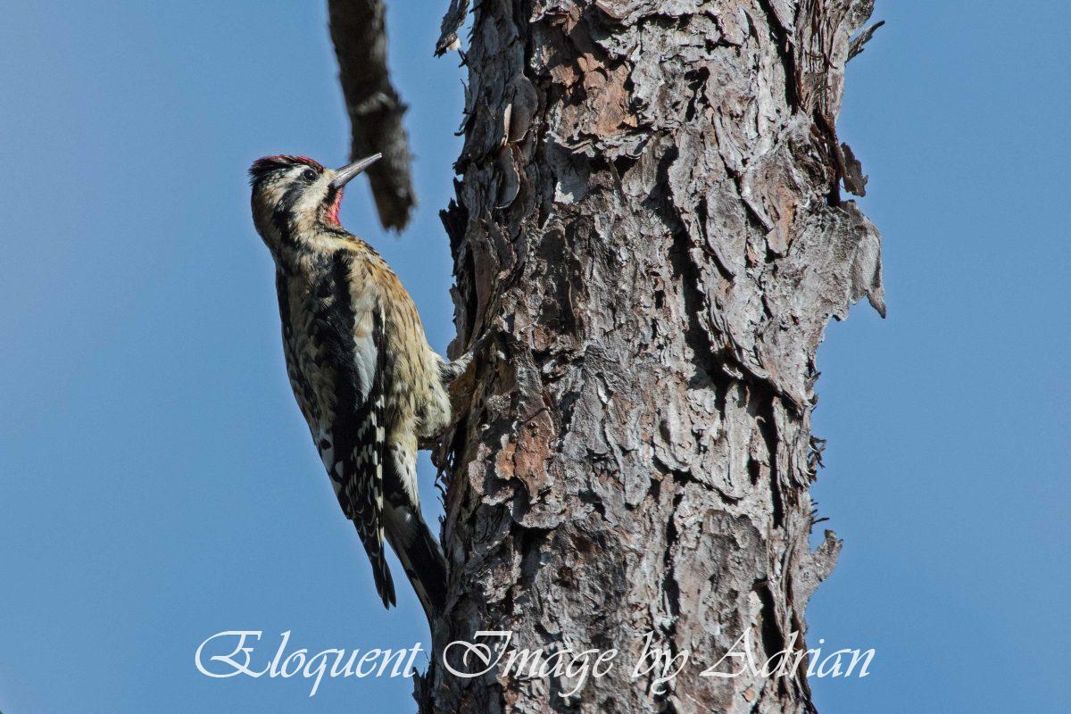 Yellow-bellied Sapsucker
