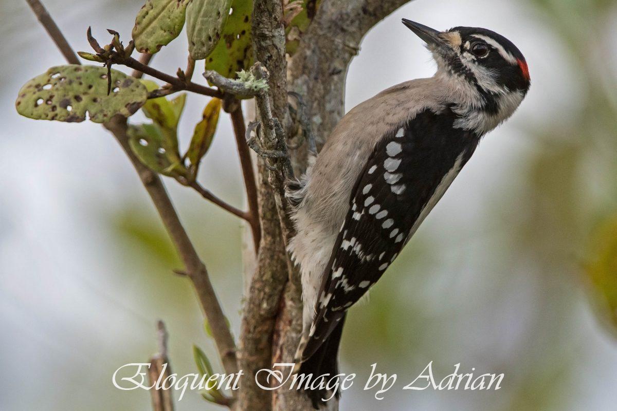 Downy Woodpecker