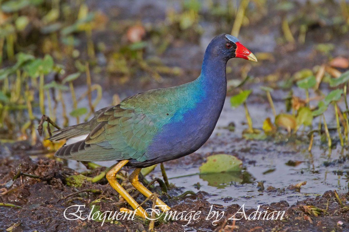 Purple Gallinule