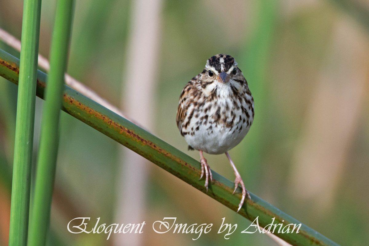 Savannah Sparrow