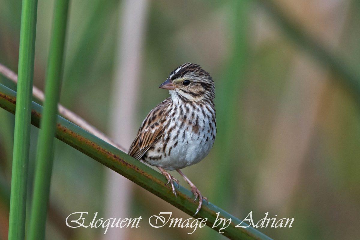 Savannah Sparrow