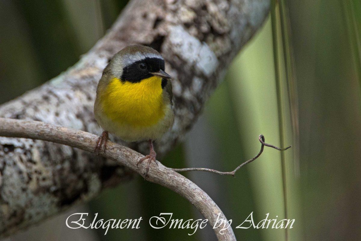 Common Yellowthroat
