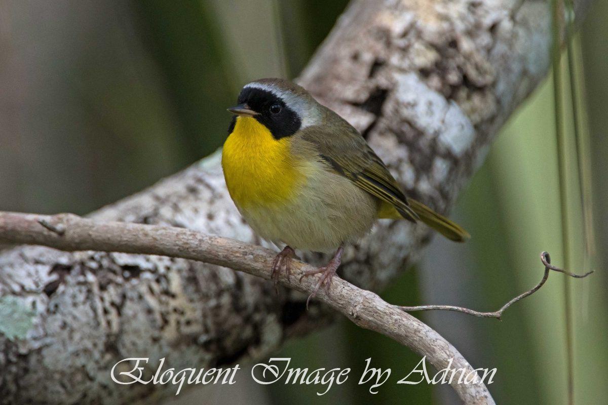 Common Yellowthroat
