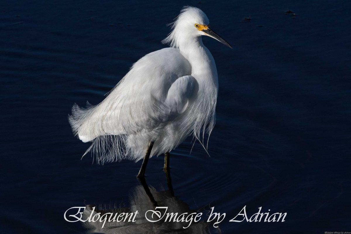 Snowy Egret