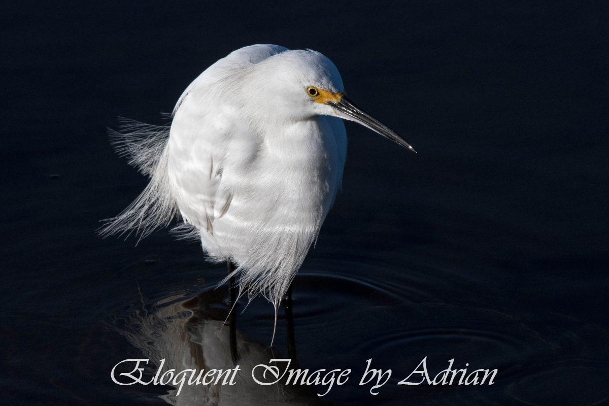 Snowy Egret