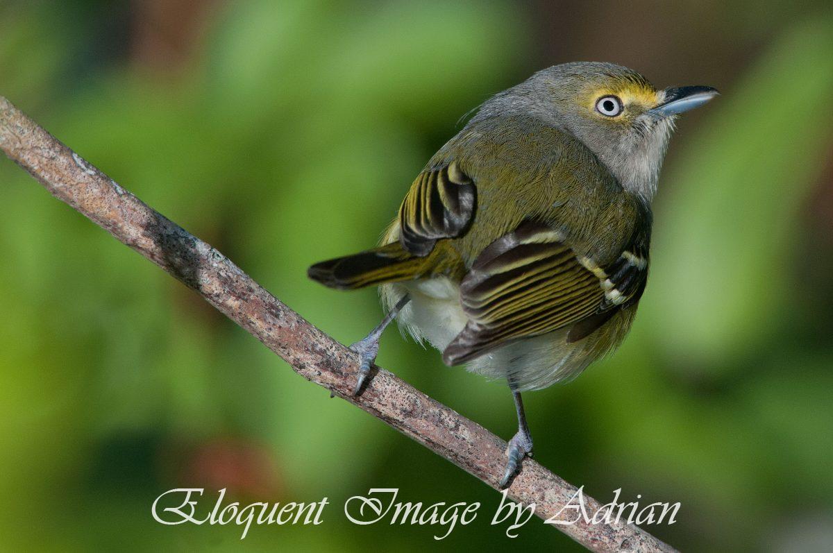 White-eyed Vireo