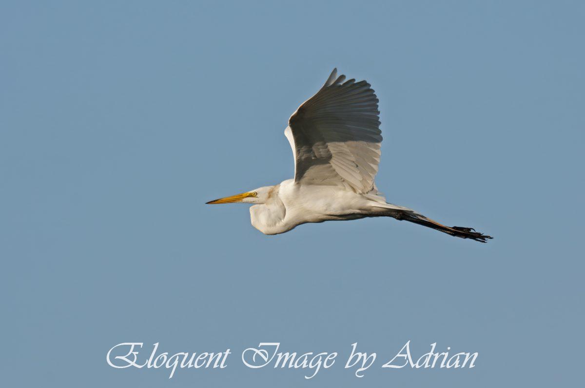 Great Egret