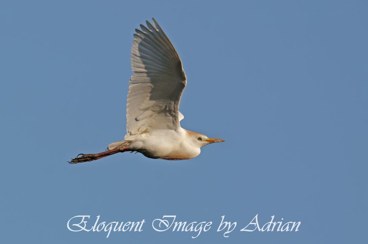 Cattle Egret