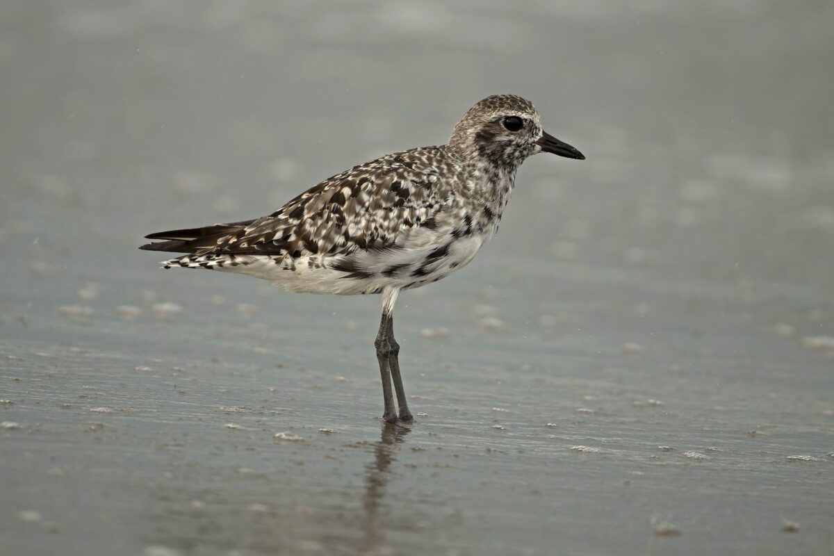 Black-bellied Plover