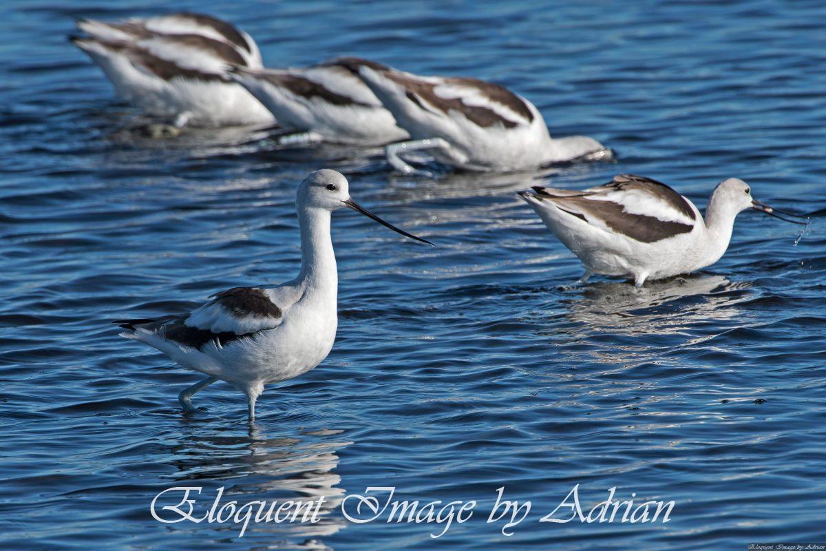 American Avocets