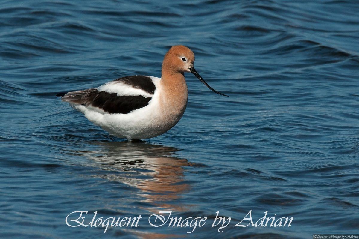 American Avocet