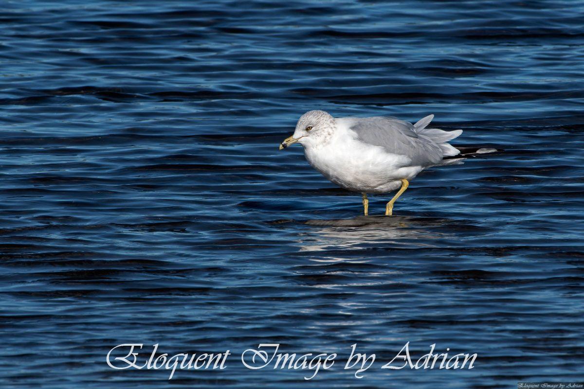 Ring-billed Gull