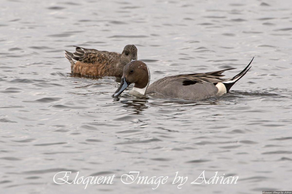 Northern Pintail