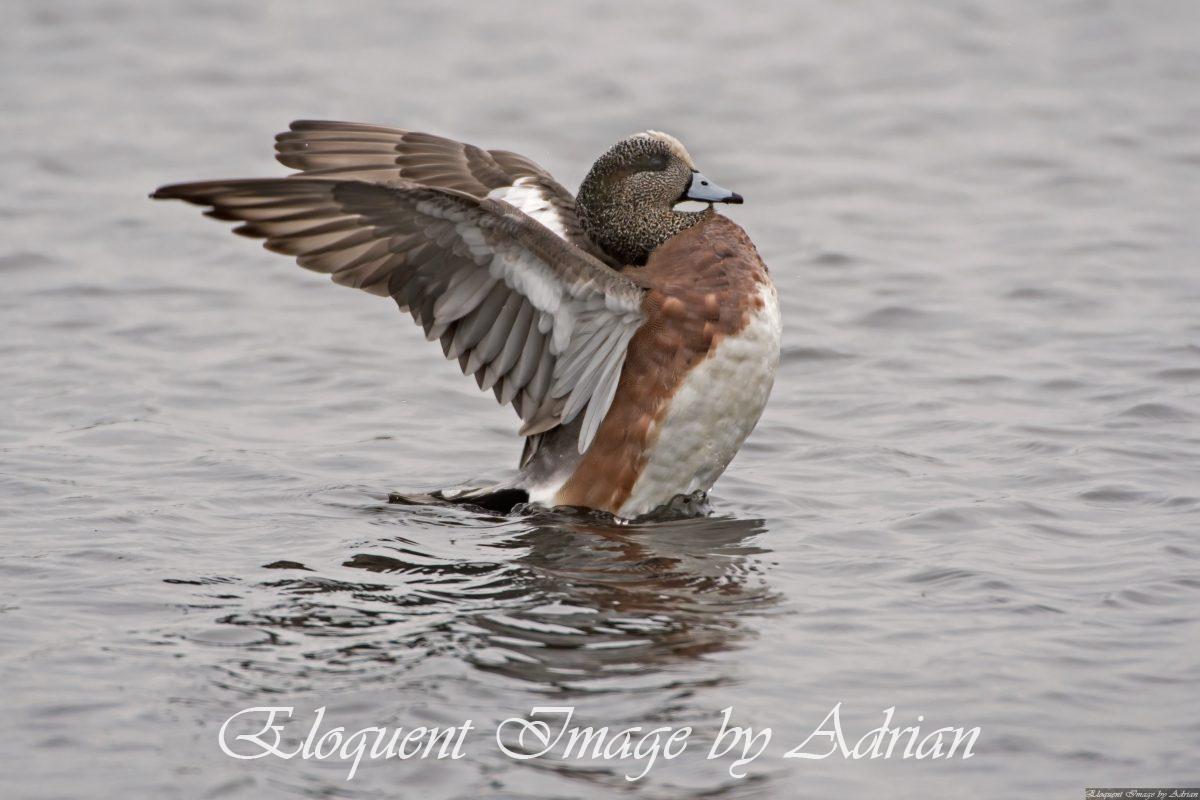 American Wigeon