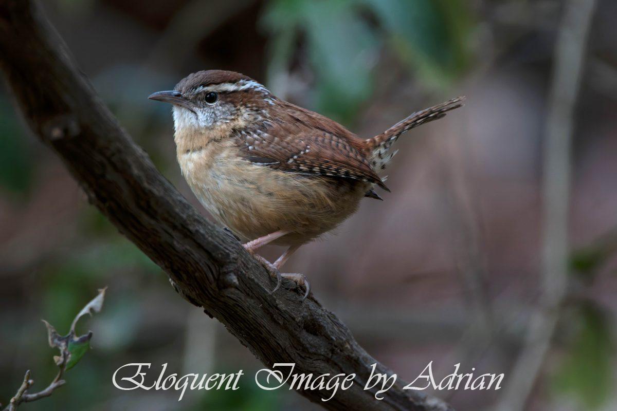 Carolina Wren