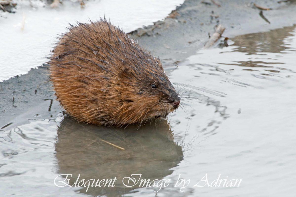 Muskrat