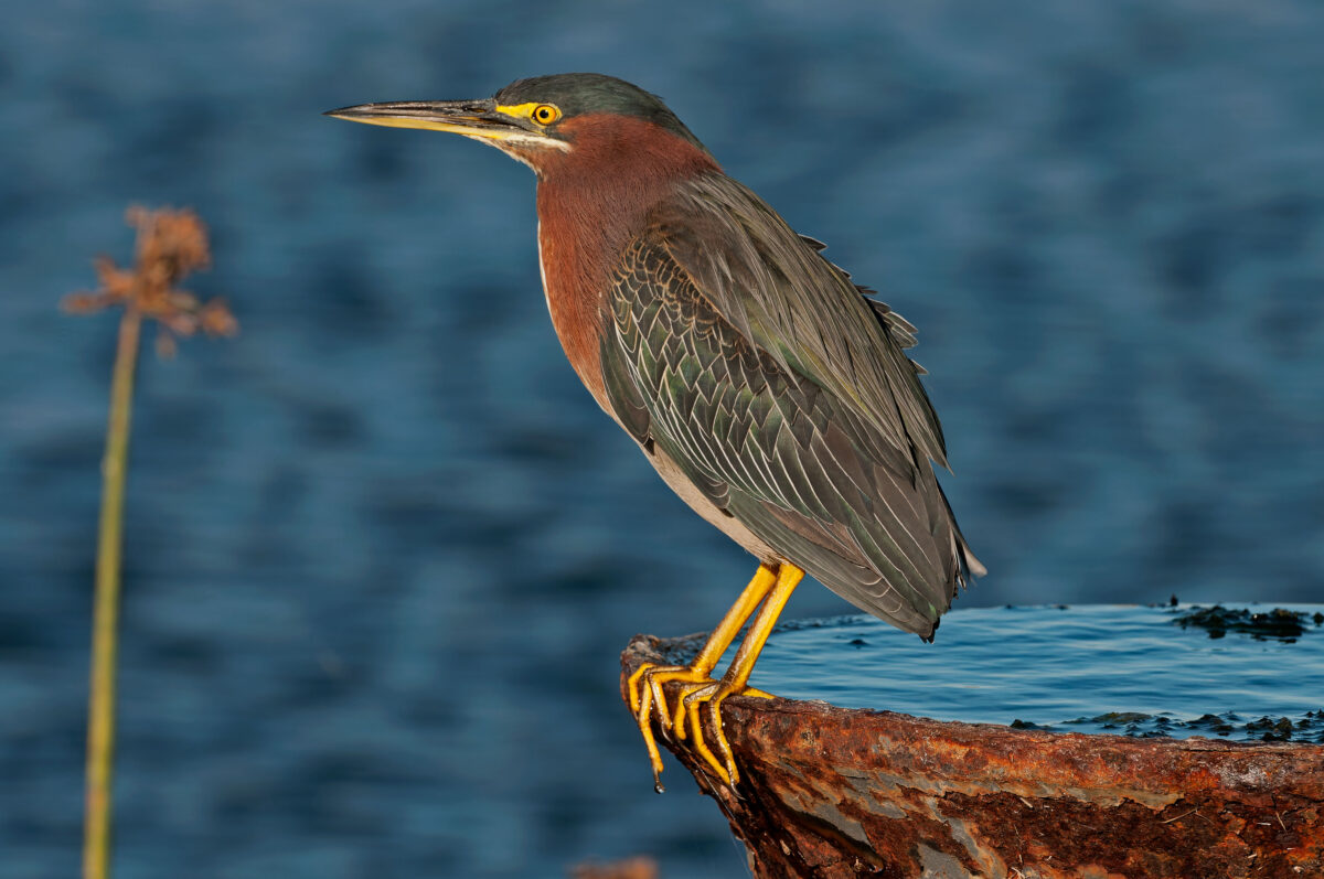 Green Heron