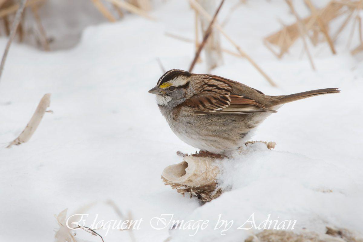 White-throated Sparrow