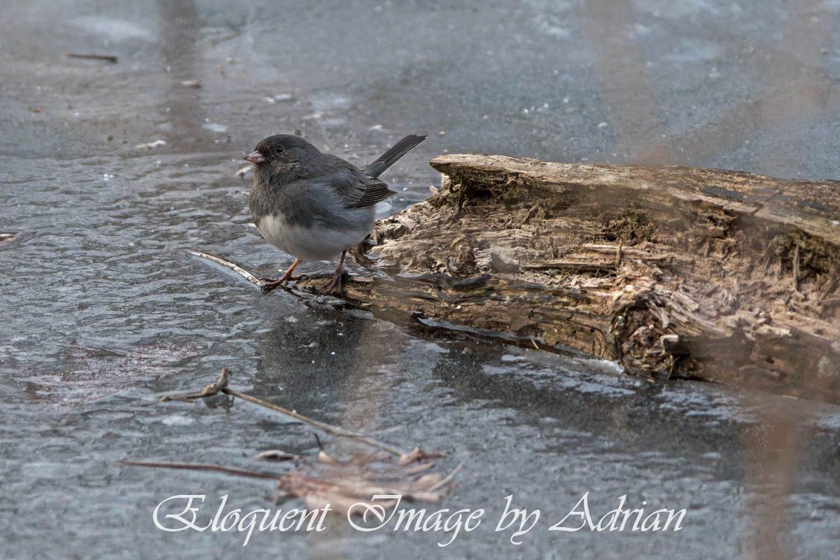 Dark-eyed Junco