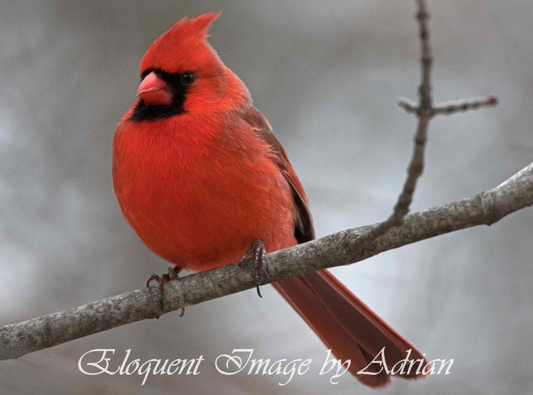 Northern Cardinal