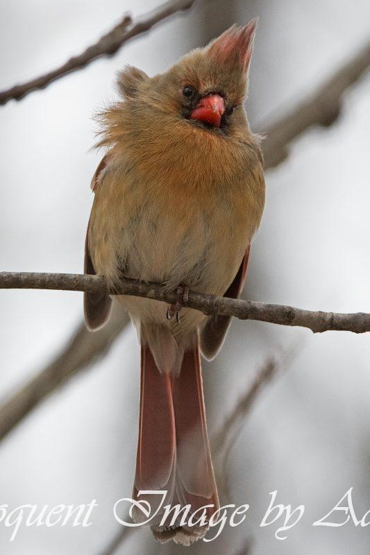 Northern Cardinal (Female)