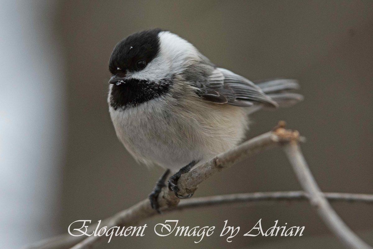 Black-capped Chickadee