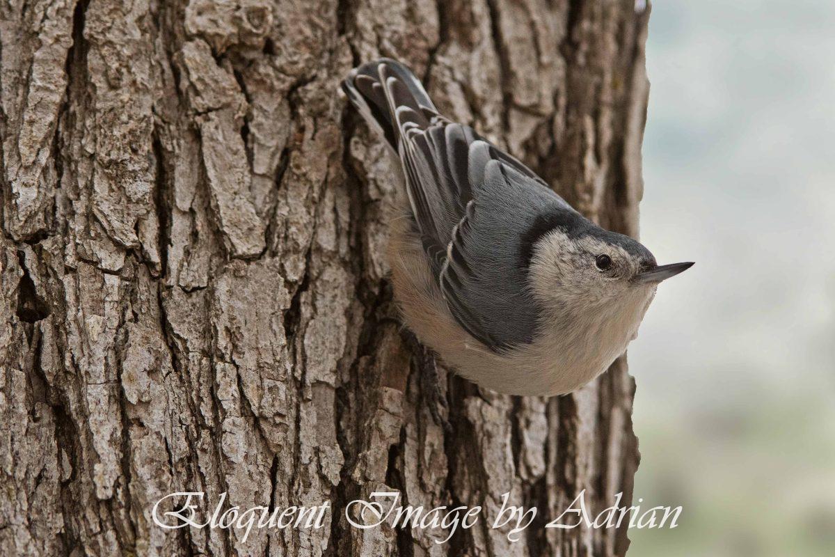 White-breasted Nuthatch