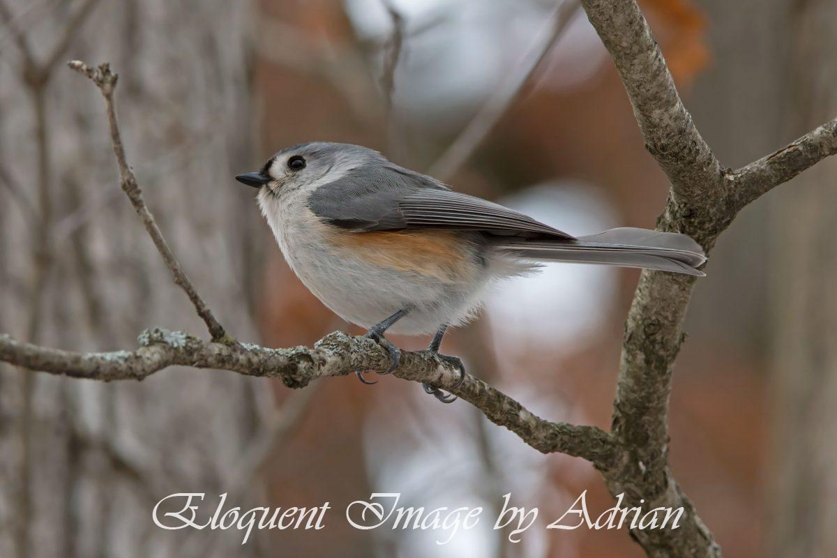 Tufted Titmouse